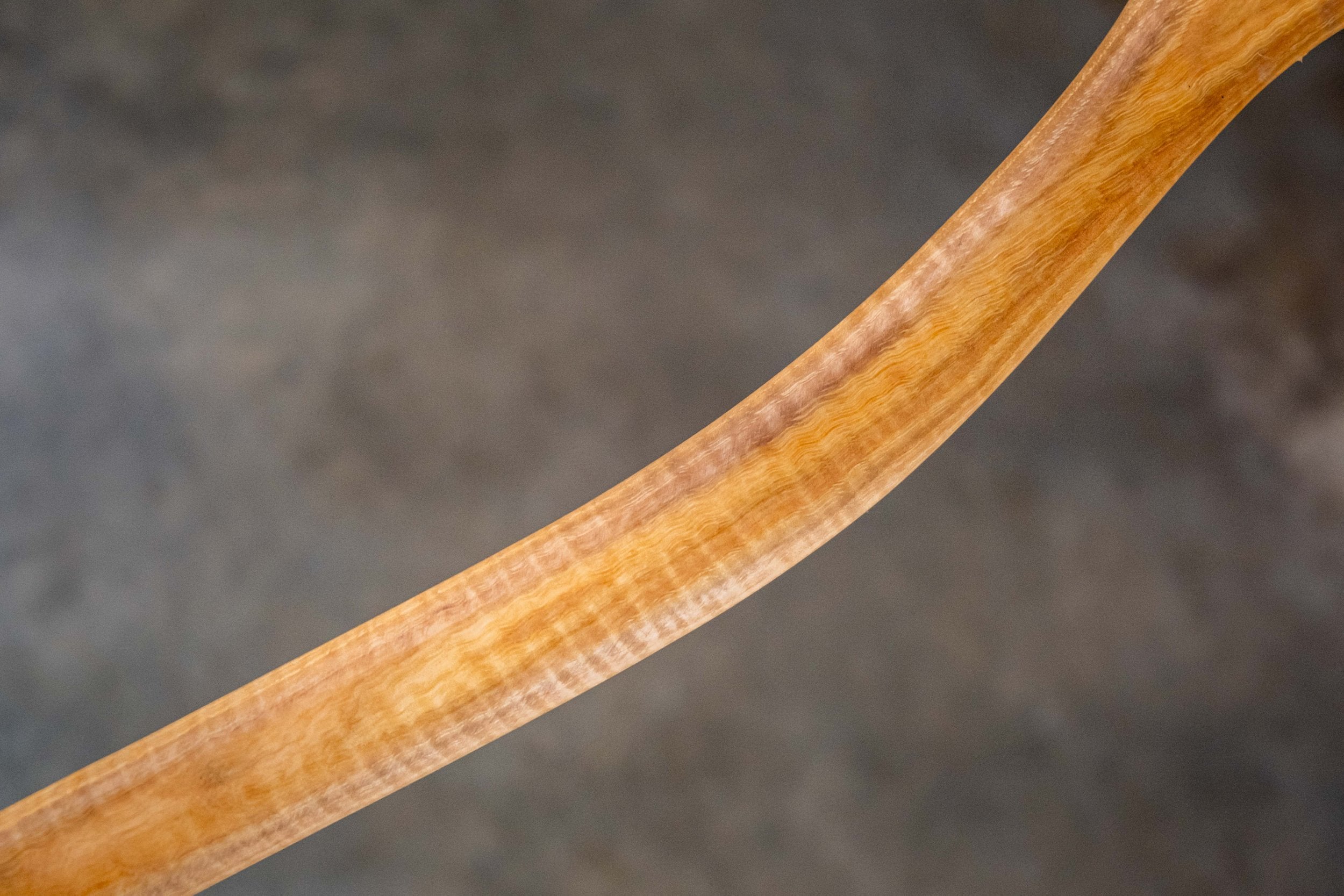 curly hickory